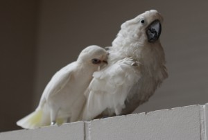 "Niiltä saa rapsutuksia."