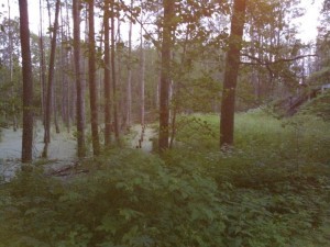 Metsä lauantai-iltana