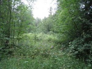 Aukko metsässä kertoo, että tässä on joskus ollut talo.
