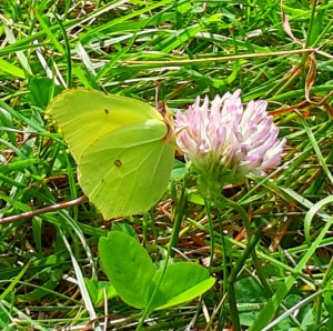 13612267_10154443918666473_5317646900388661122_n