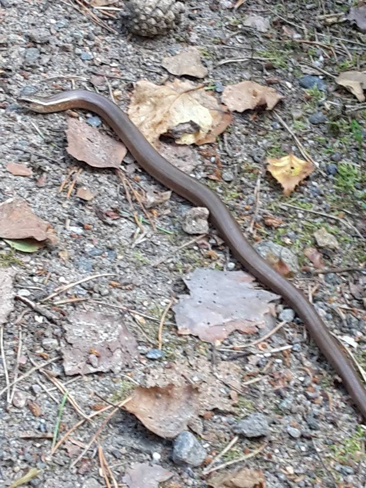 13686505_10154452048351473_7352574807820483611_n