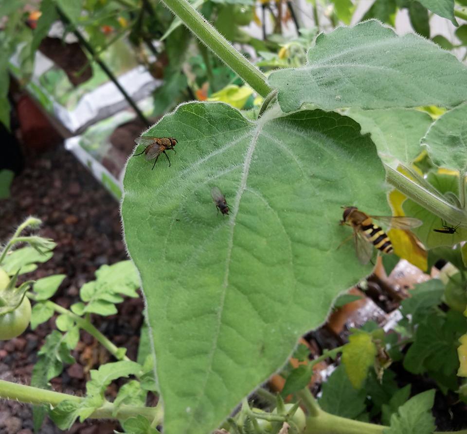 13707520_10154443918601473_8135636388771651463_n