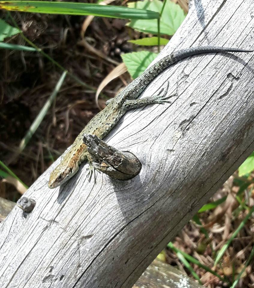 13776015_10154443918511473_99814226352919974_n