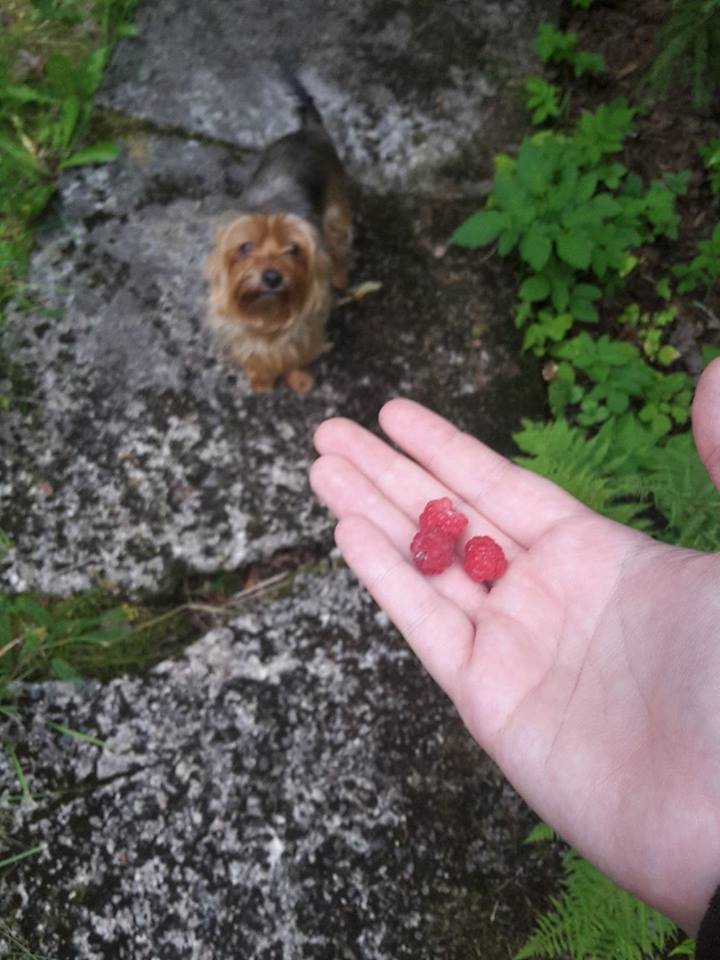 13900741_10154474035126473_1531392260_n