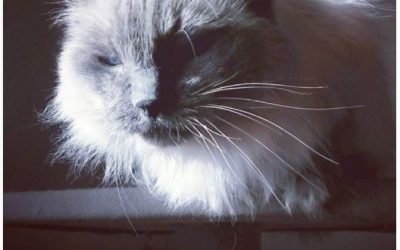 Joulukalenterin luukku 12: Mustavalkohaaste