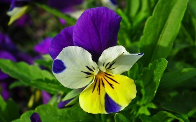 Naisen seksuaalisen vallan historia