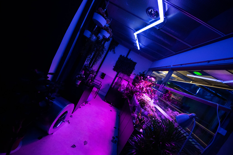 Valokuva viherhuoneesta, joka on valaistu violetin ja sinisen sävyin. Kuvaaja Tuomas Puikkonen