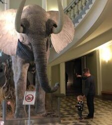 Dinosaurusopastuksia Luonnontieteellisessä museossa syyslomaviikolla