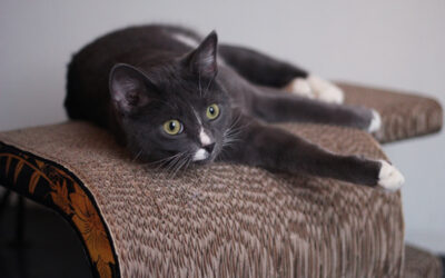 Podcastaaminen harrastuksena ja Kattiradio