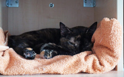 Vapaaehtoistyö kodittomien kissojen parissa