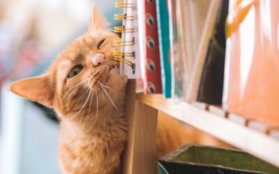 Nörttityttöjen Atorox-raadin mietteet ja lukukokemukset, osa 2